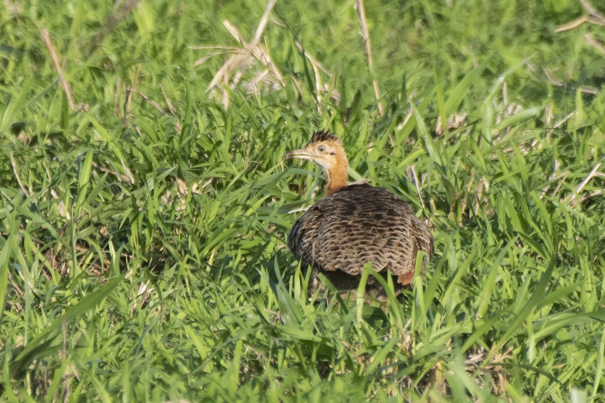 Red-winged Tinamou - ML611984819