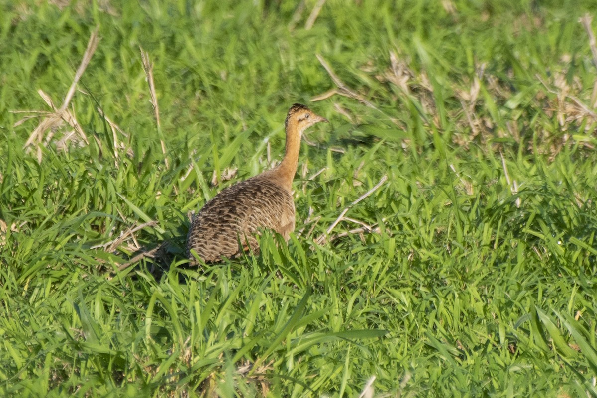 Red-winged Tinamou - ML611984820