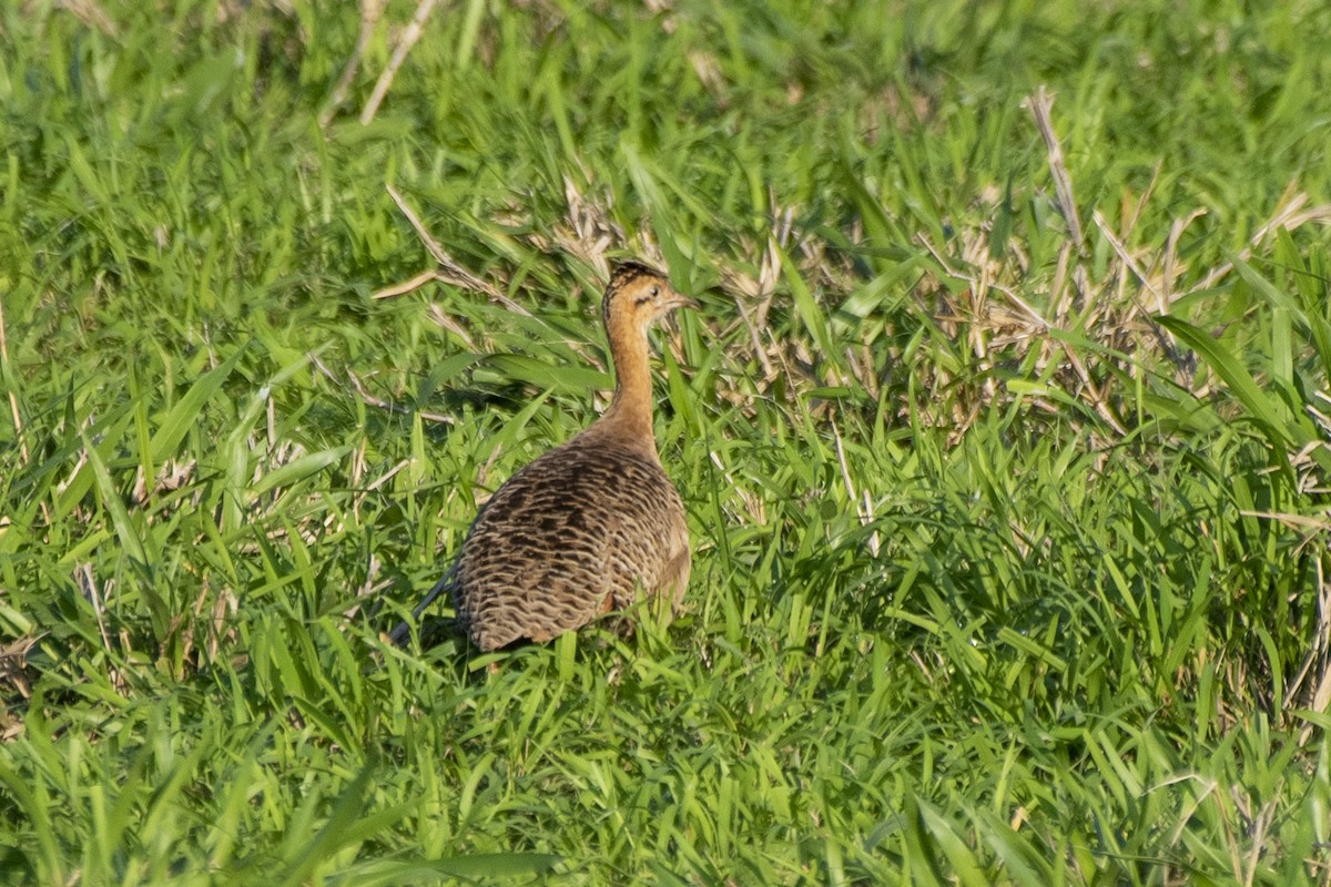 Red-winged Tinamou - ML611984821