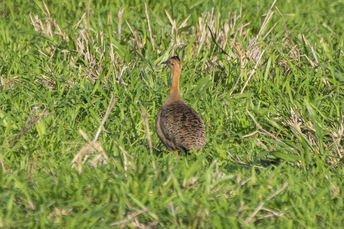 Red-winged Tinamou - ML611984822