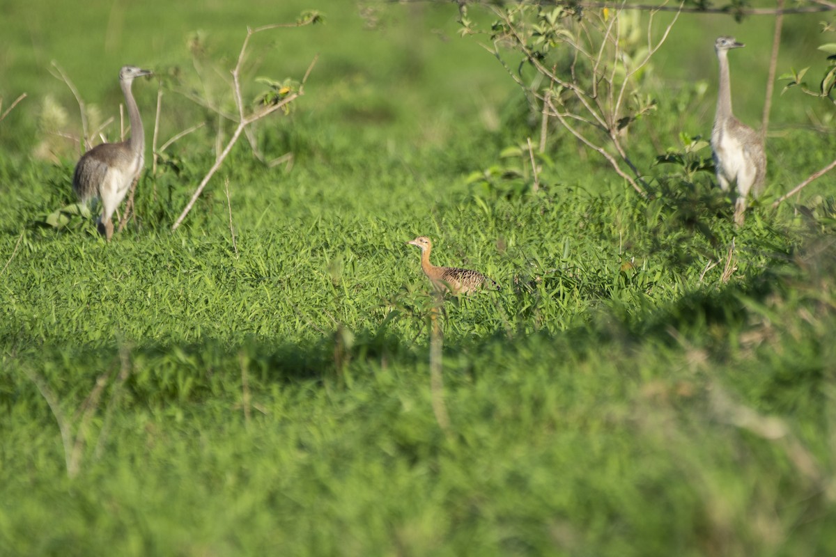 Red-winged Tinamou - ML611984823