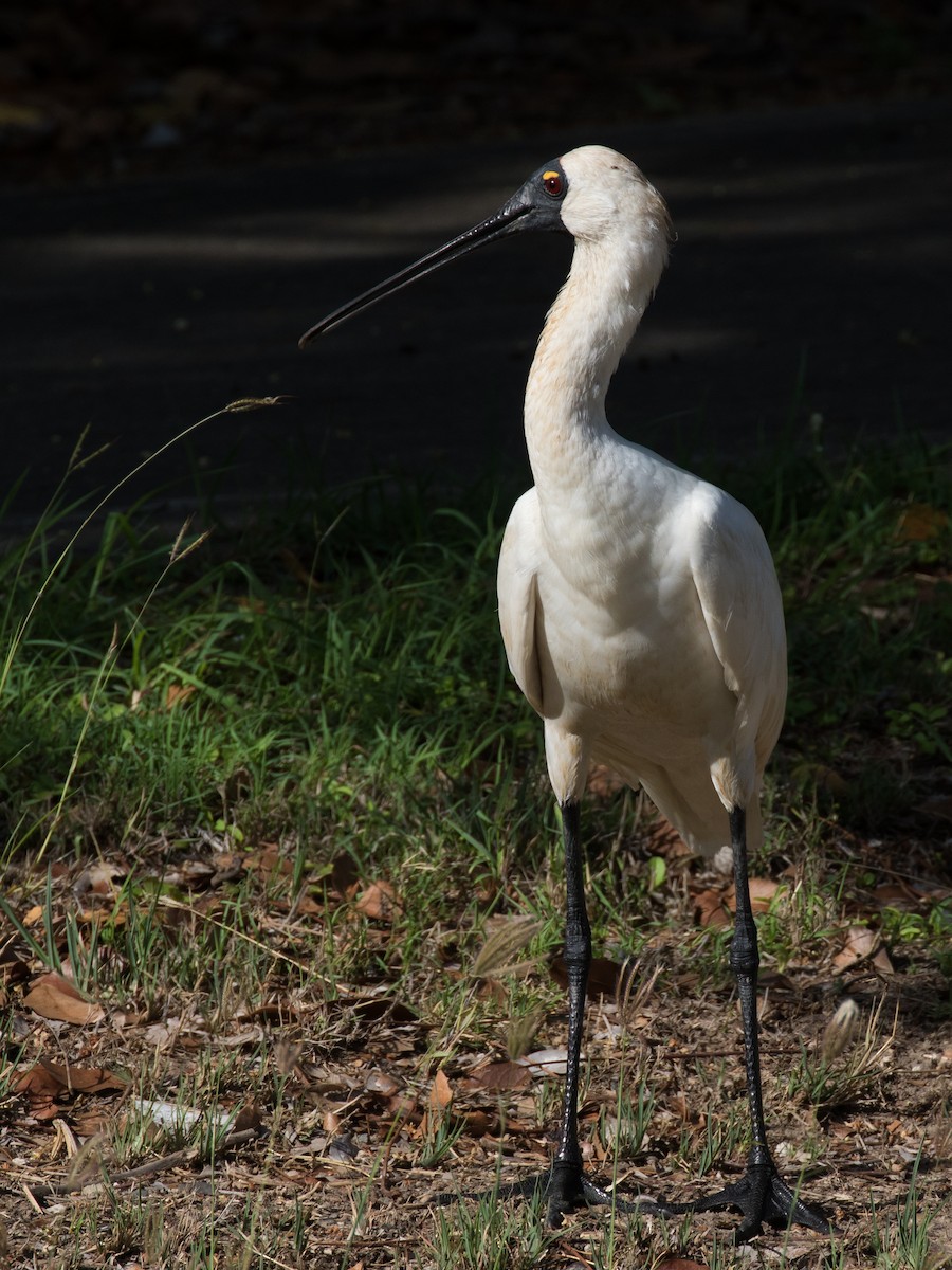 Royal Spoonbill - ML611984867