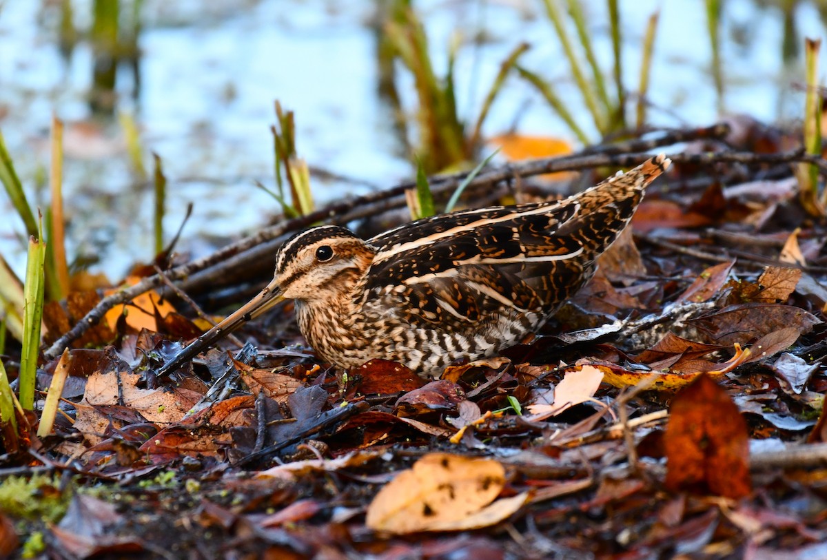 Wilson's Snipe - Timothy Leque