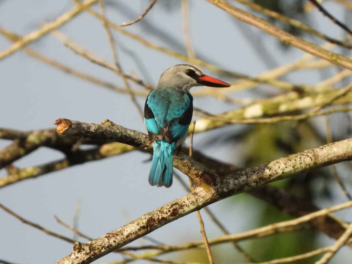 Woodland Kingfisher - ML611985127