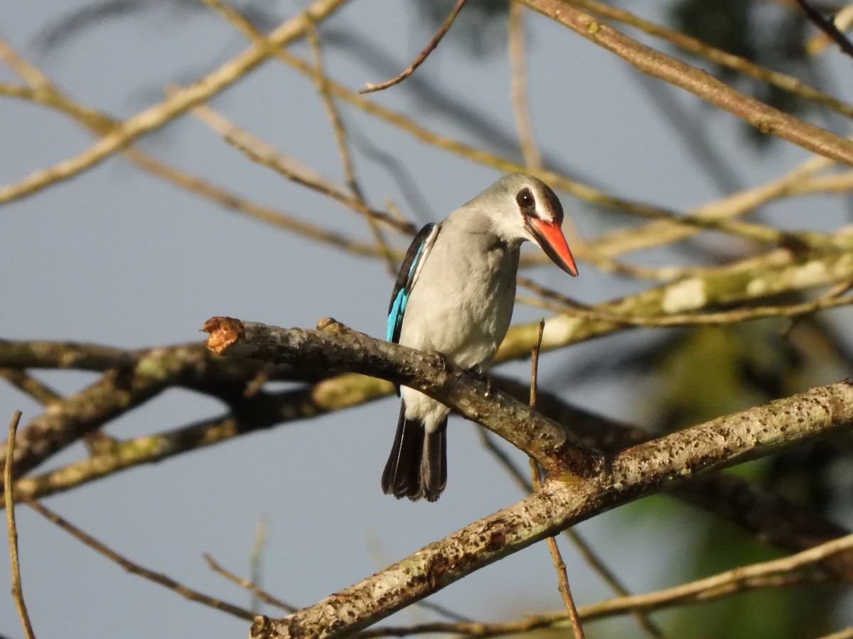 Woodland Kingfisher - ML611985128