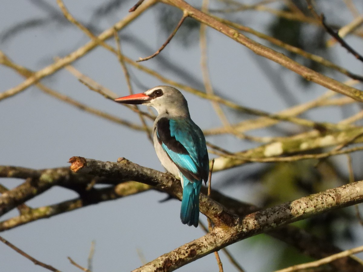 Woodland Kingfisher - ML611985130