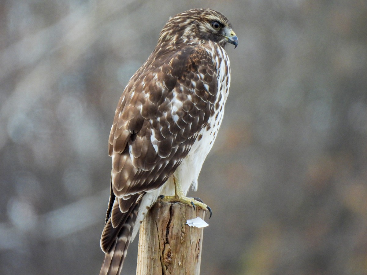 Red-shouldered Hawk - ML611985185