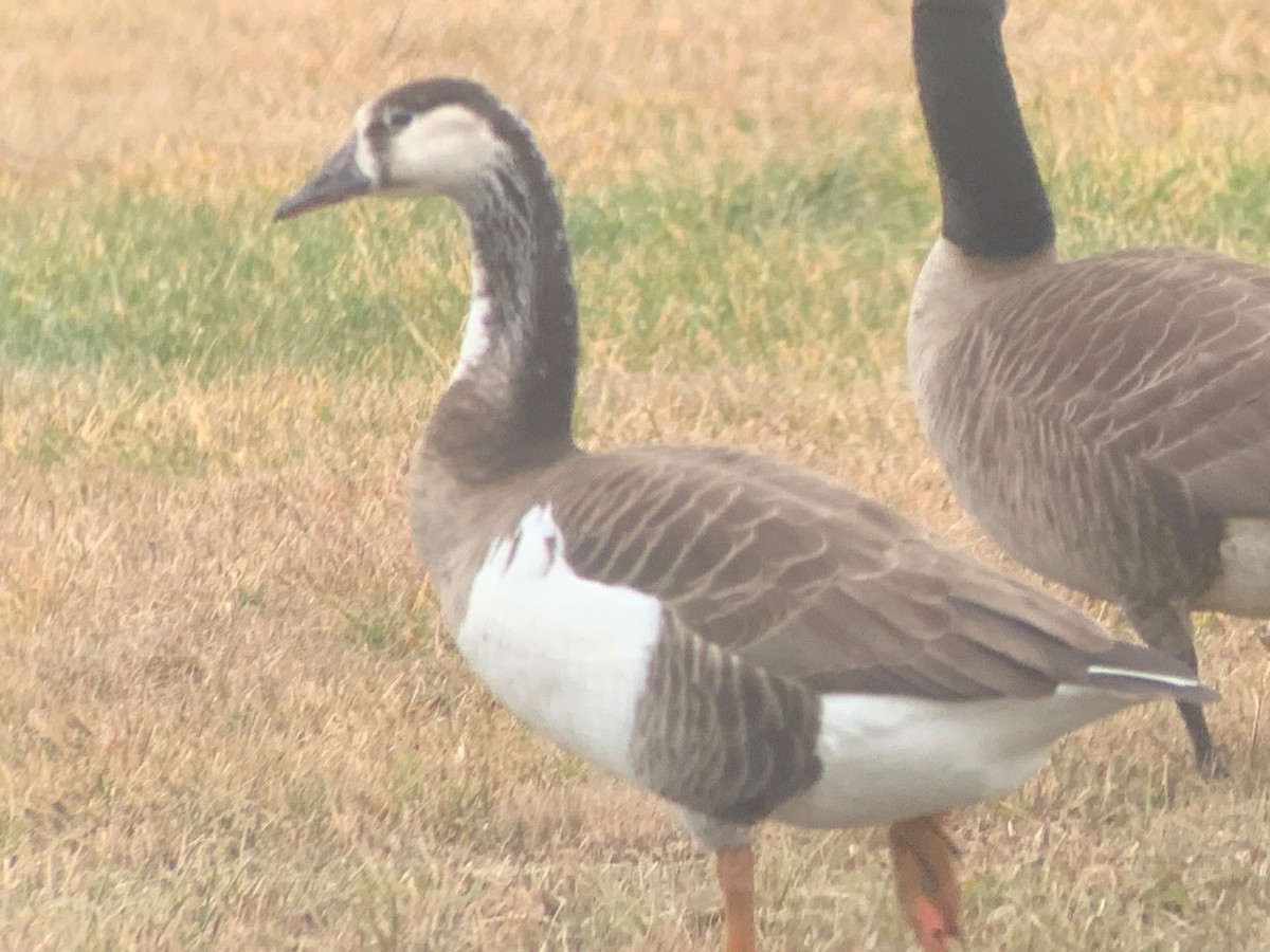 goose sp. - ML611985312