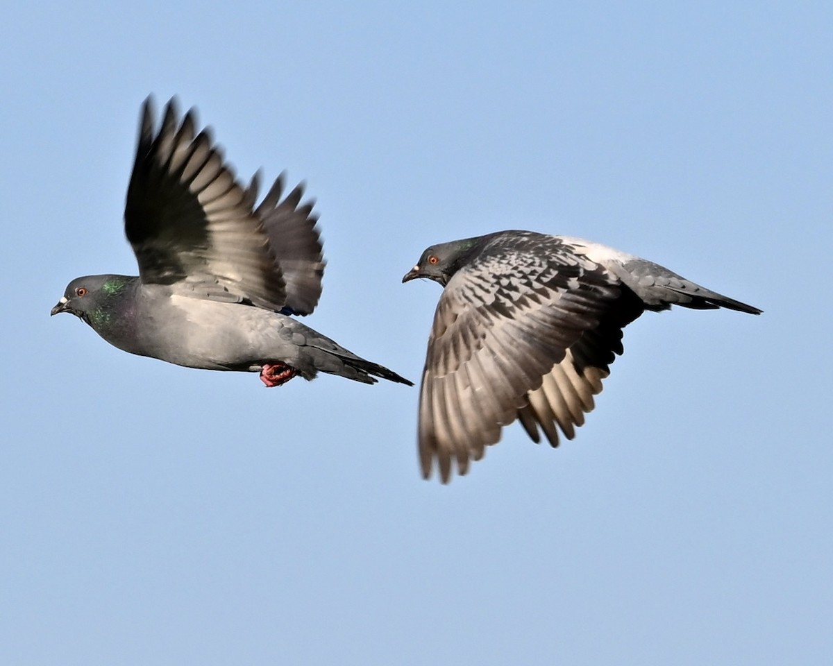 Rock Pigeon (Feral Pigeon) - ML611985316