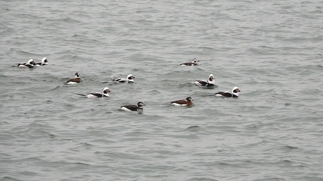Long-tailed Duck - ML611985383