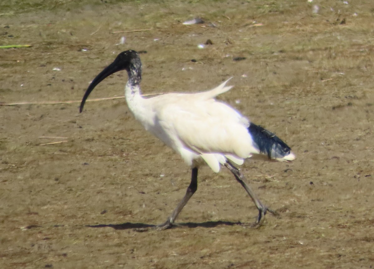 ibis australský - ML611985442