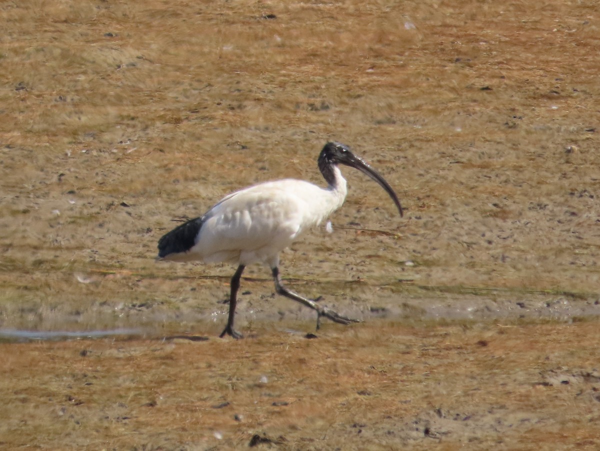 ibis australský - ML611985443