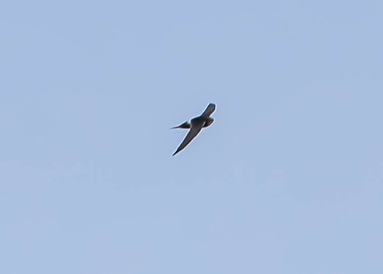 White-rumped Swift - ML611985478