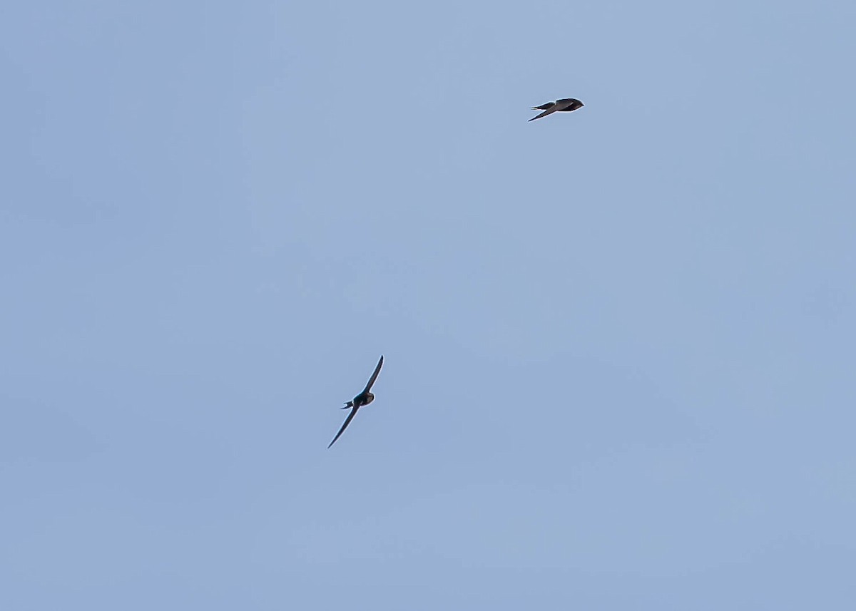 White-rumped Swift - ML611985479