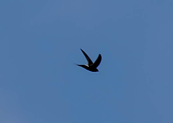 White-rumped Swift - ML611985486