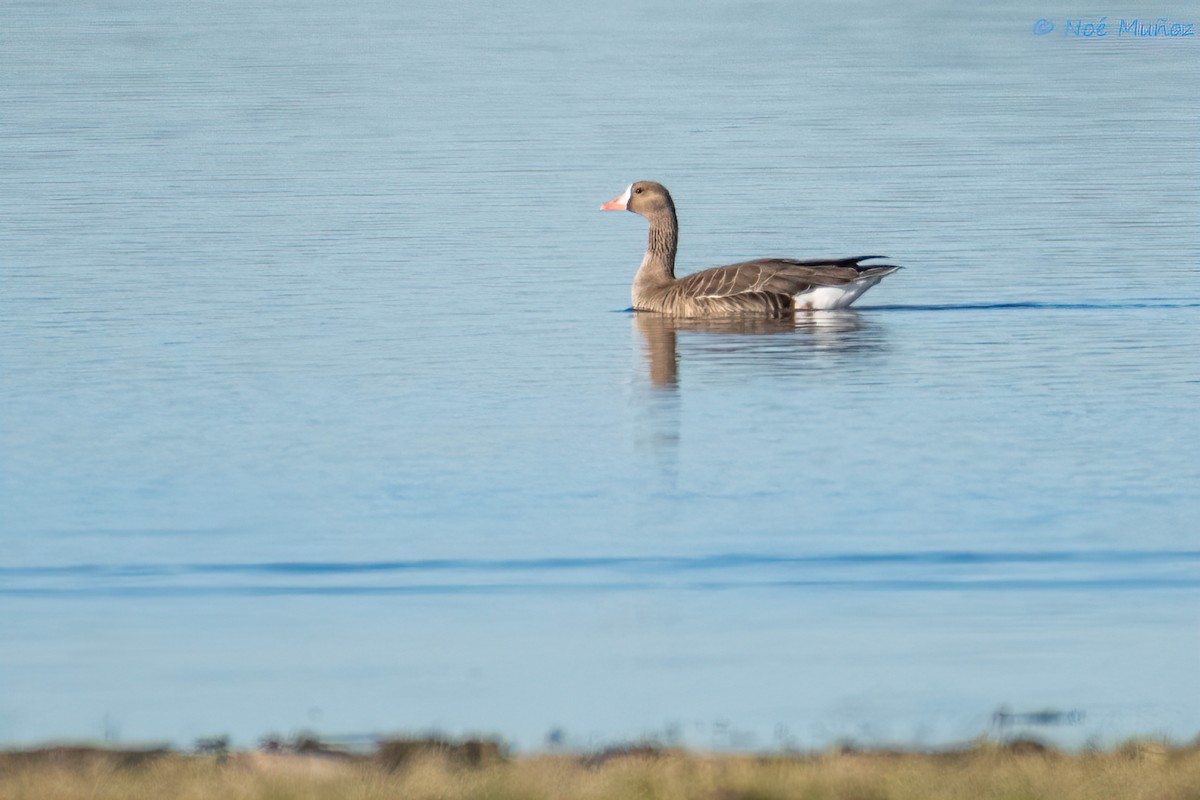 Greater White-fronted Goose - ML611985519