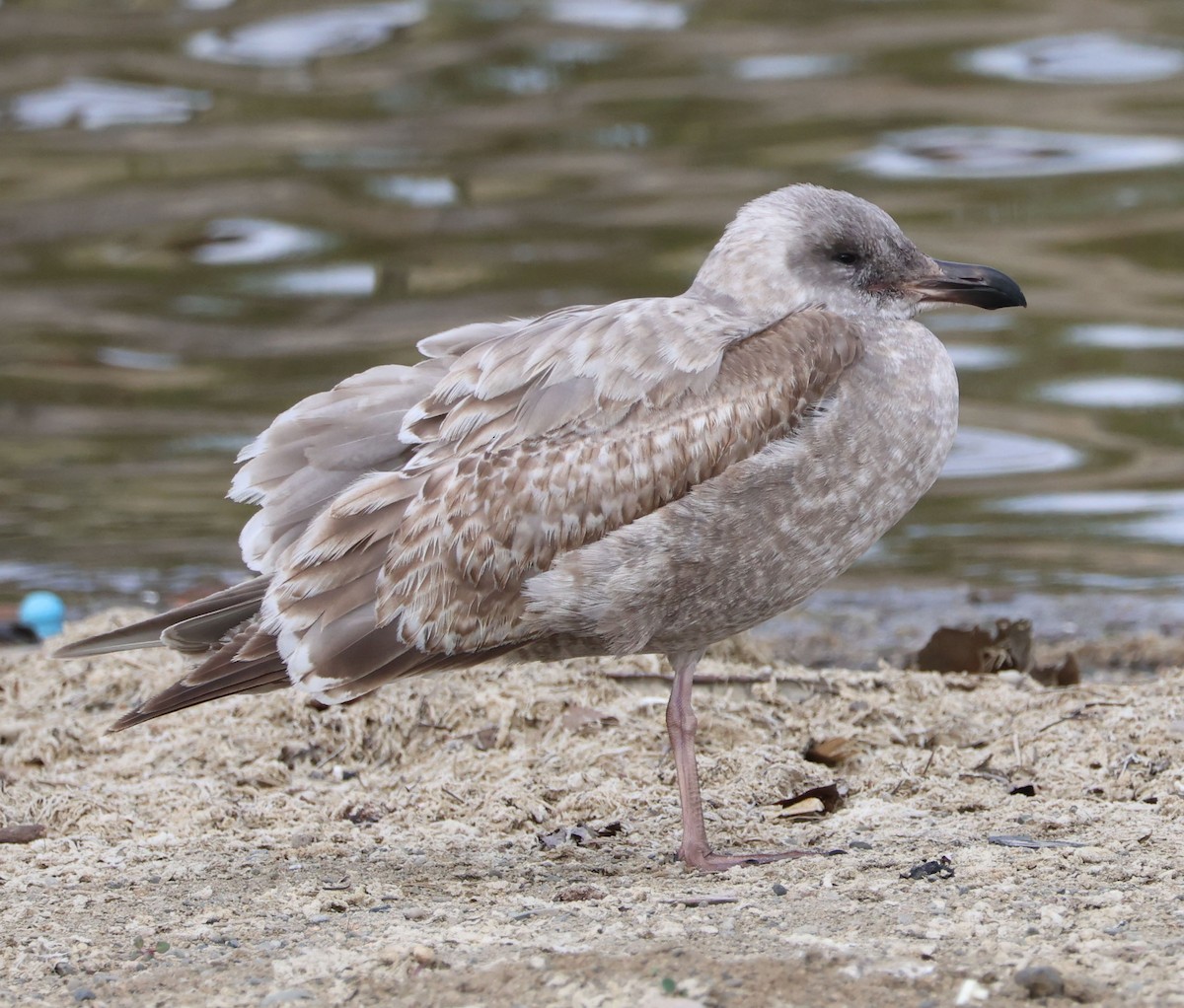 Larus sp. (white-winged gull sp.) - ML611985545