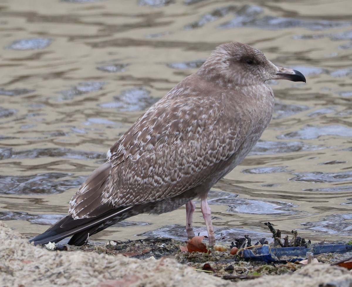 Larus sp. (white-winged gull sp.) - ML611985547