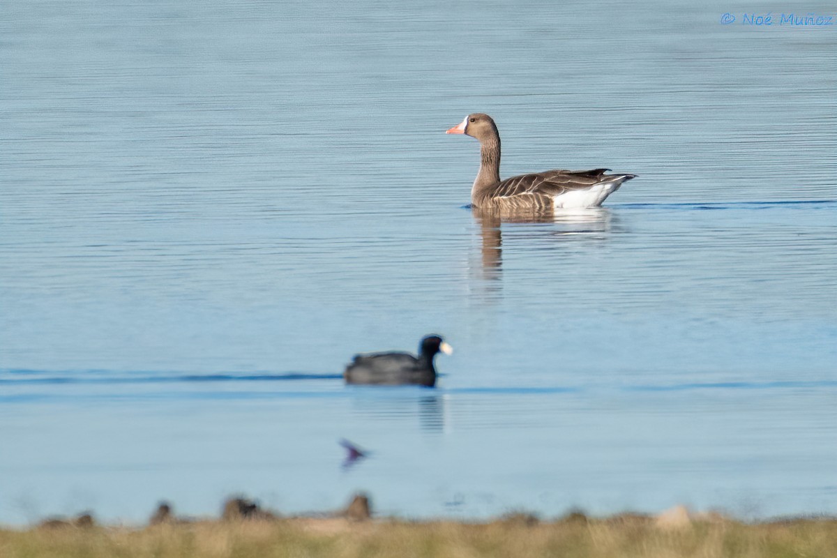 Greater White-fronted Goose - ML611985580
