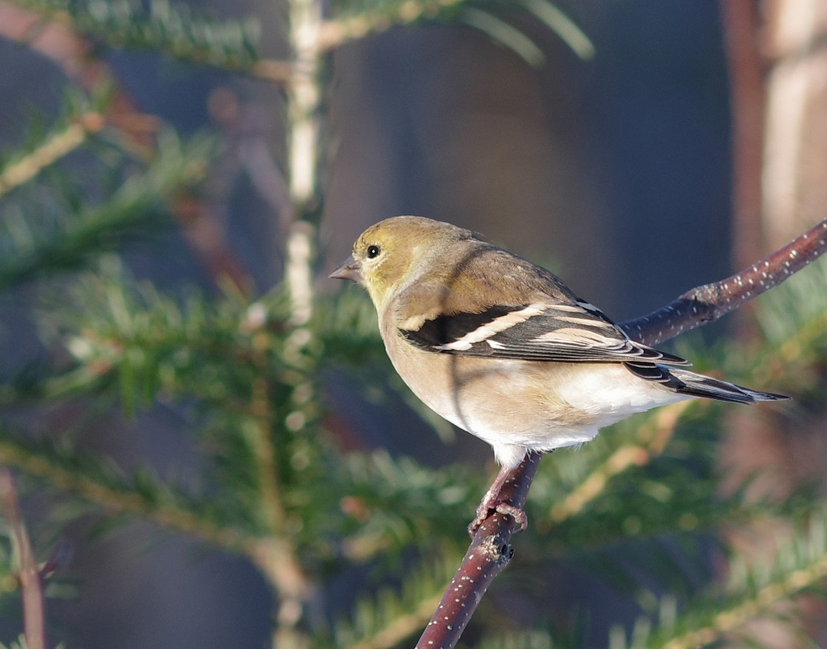 American Goldfinch - ML611985581