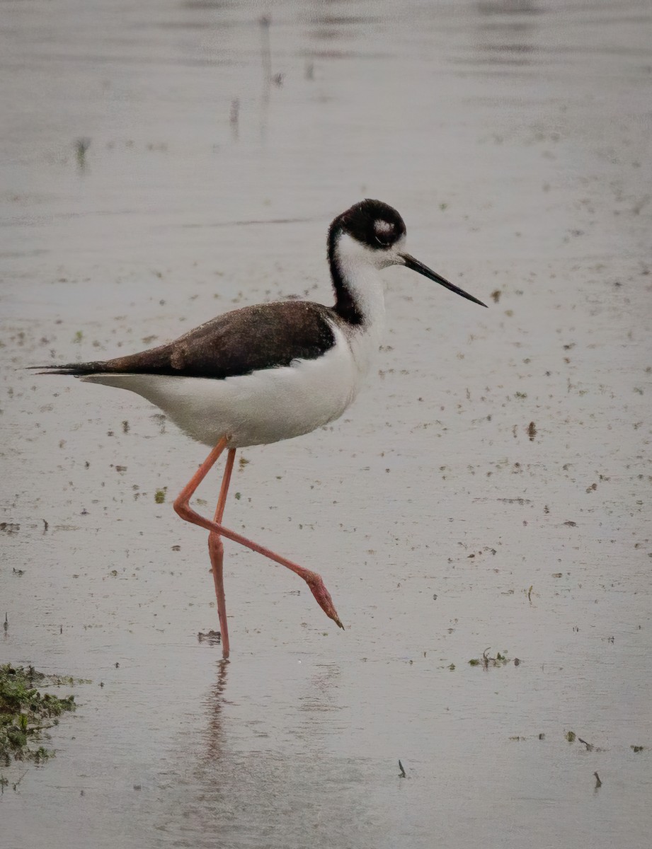 Black-necked Stilt - ML611985634