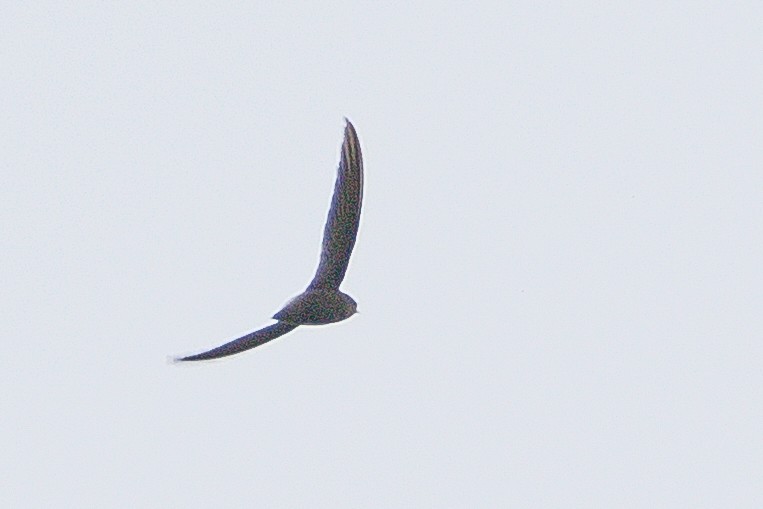 Rothschild's Swift - ML611985635