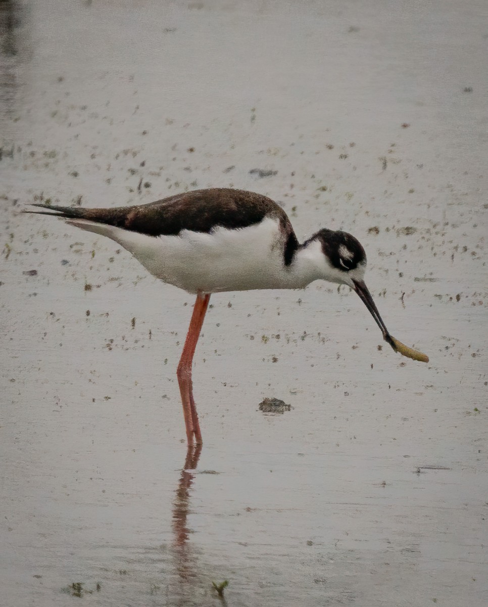 Black-necked Stilt - Roger Windemuth