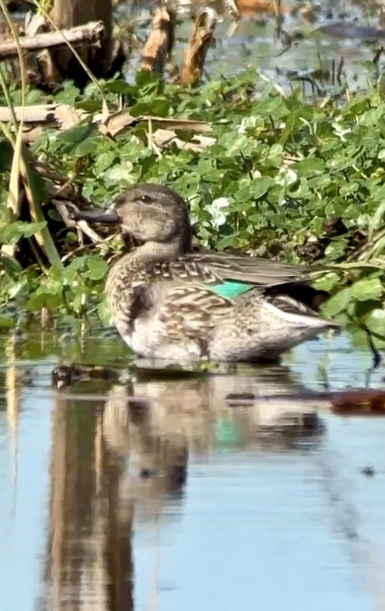 Green-winged Teal - ML611985680