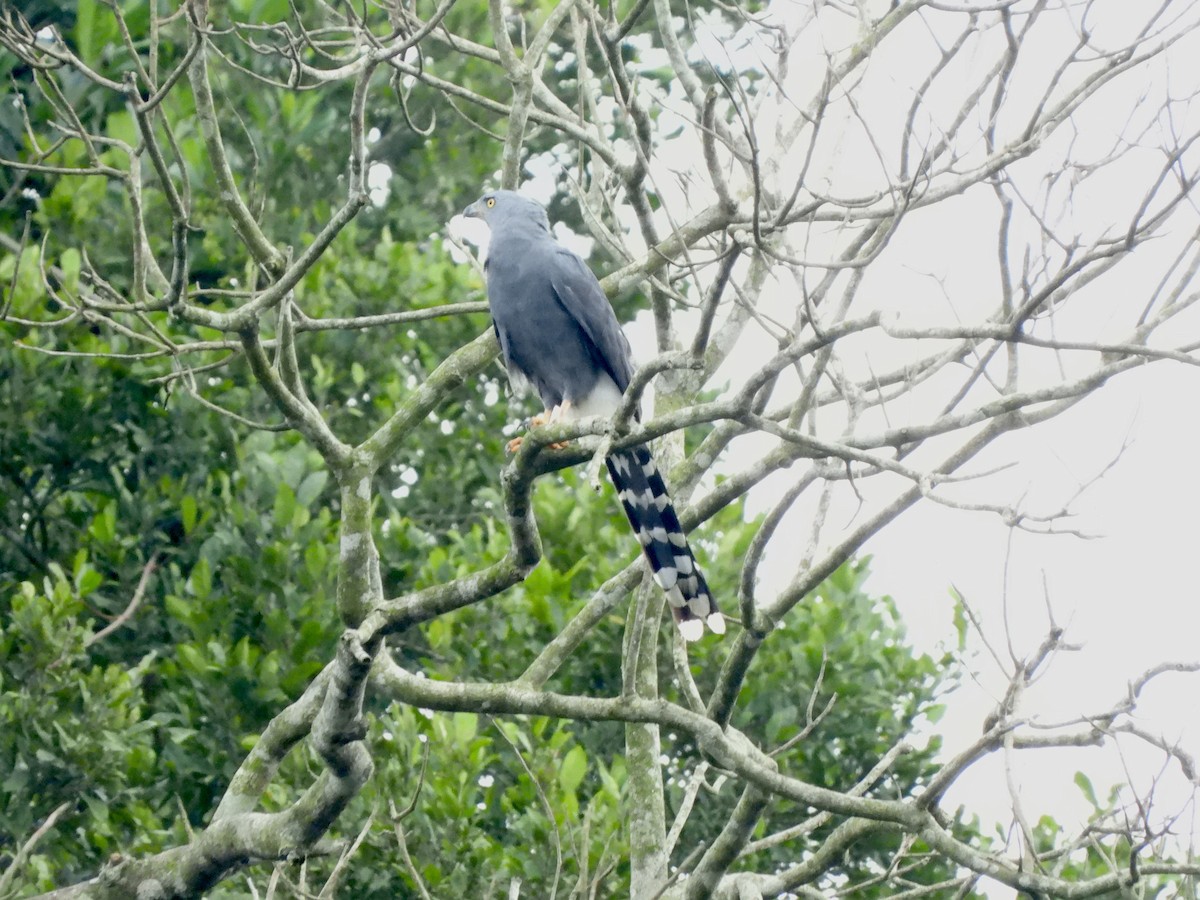 Long-tailed Hawk - ML611985752