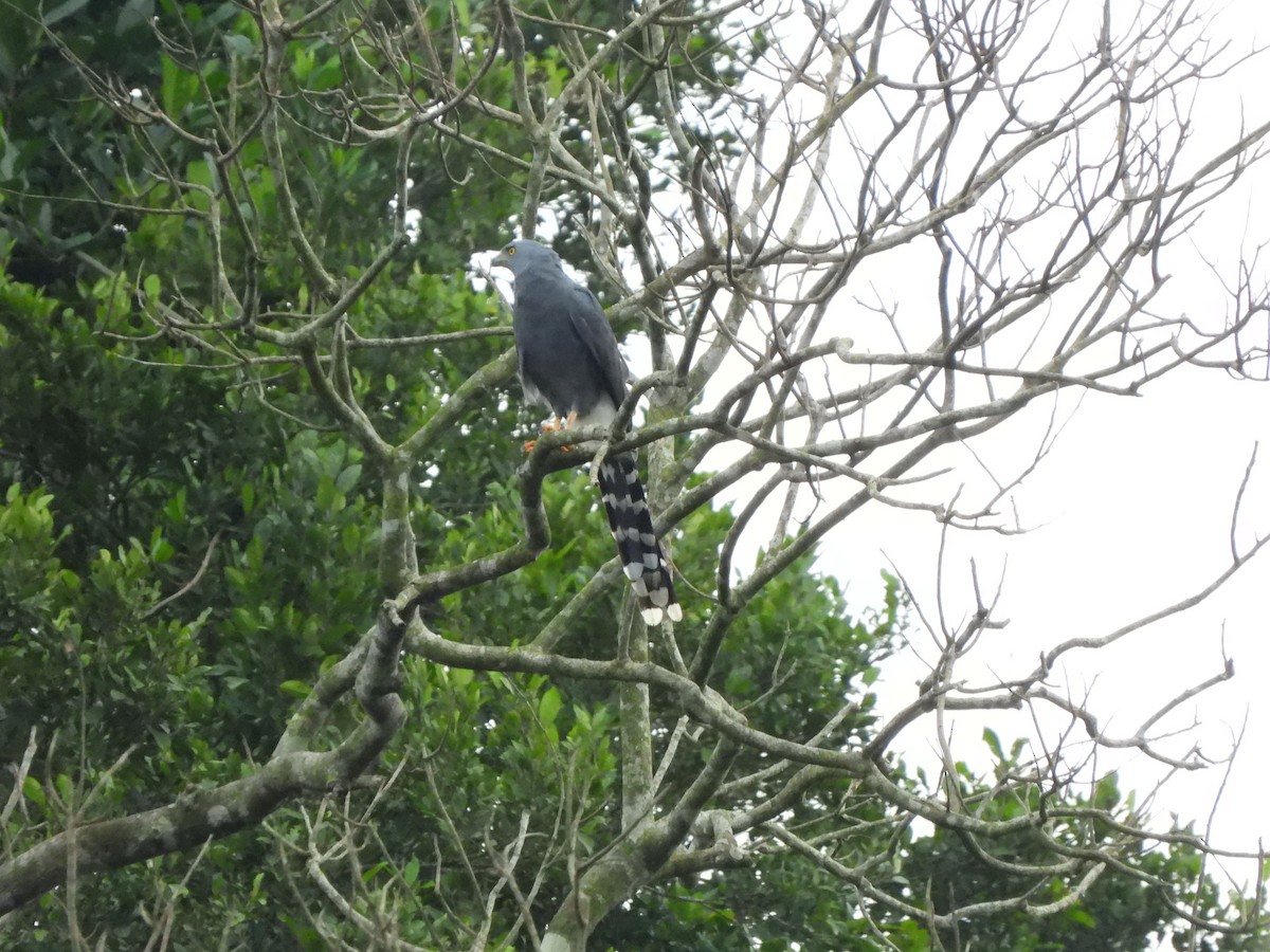 Long-tailed Hawk - ML611985754