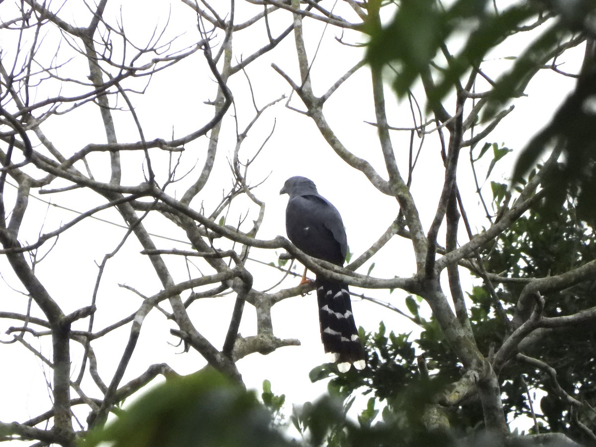 Long-tailed Hawk - ML611985795