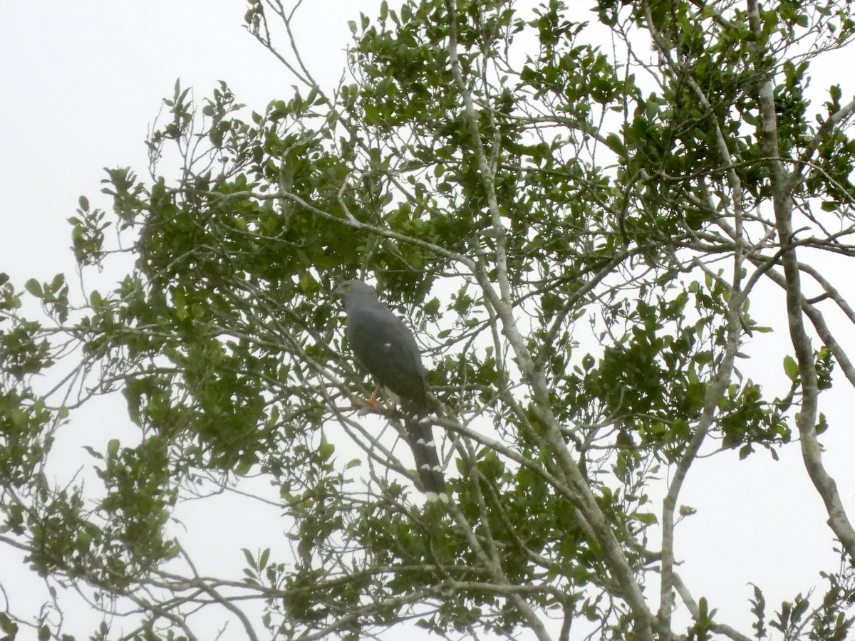 Long-tailed Hawk - ML611985796