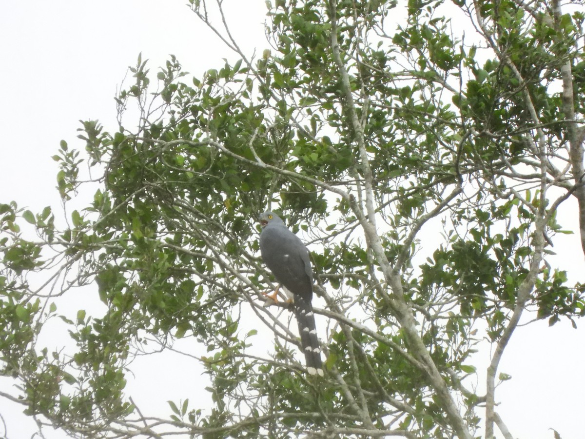 Long-tailed Hawk - ML611985797