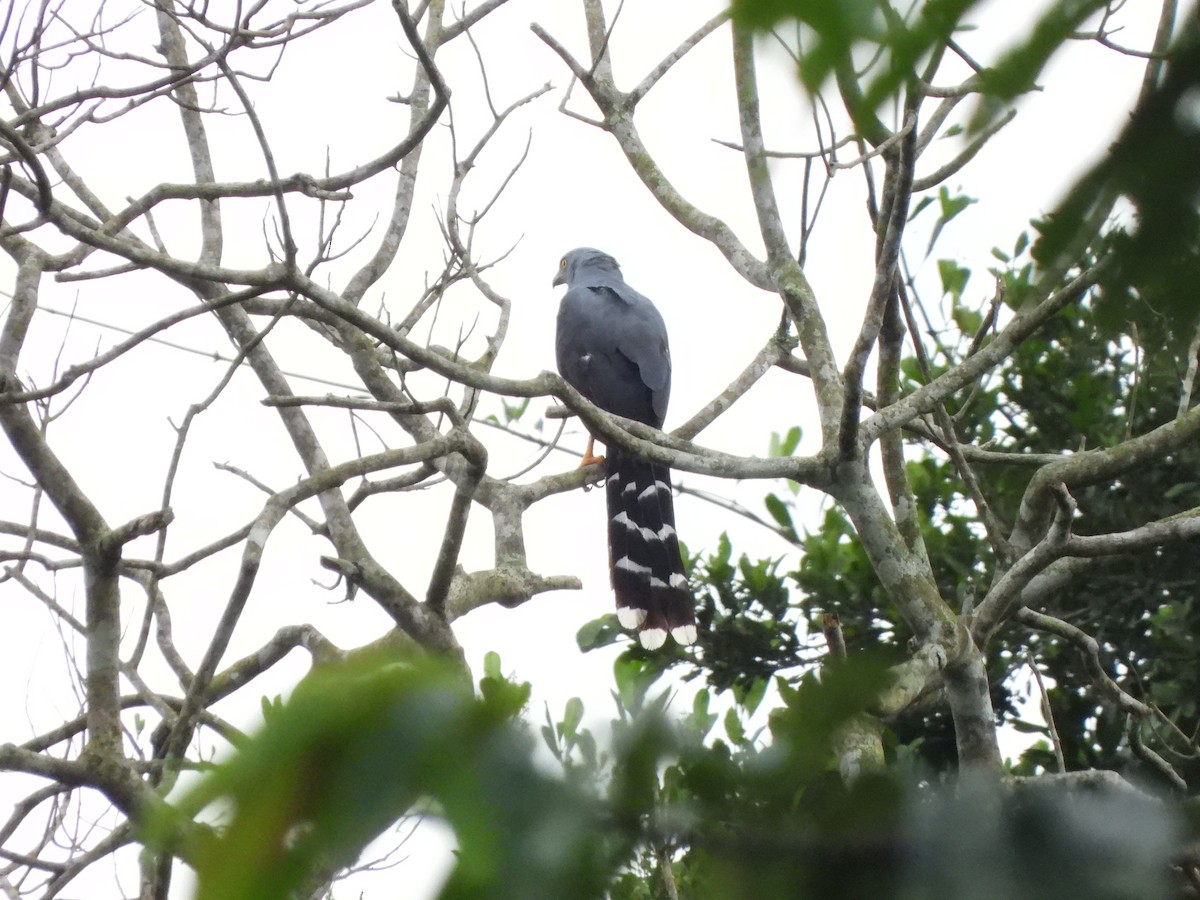 Long-tailed Hawk - ML611985798