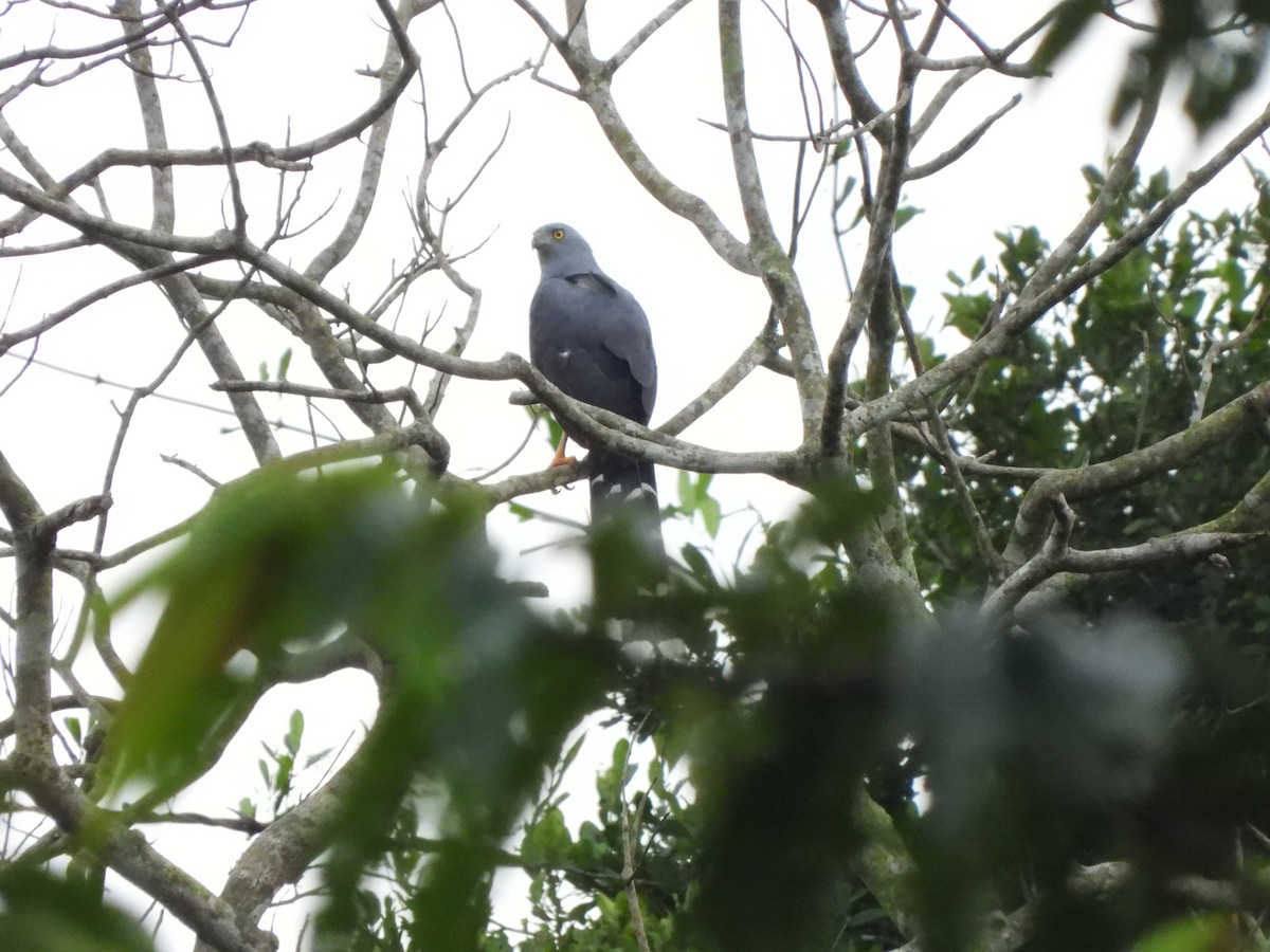 Long-tailed Hawk - ML611985799