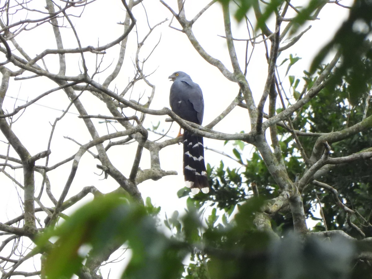 Long-tailed Hawk - ML611985800