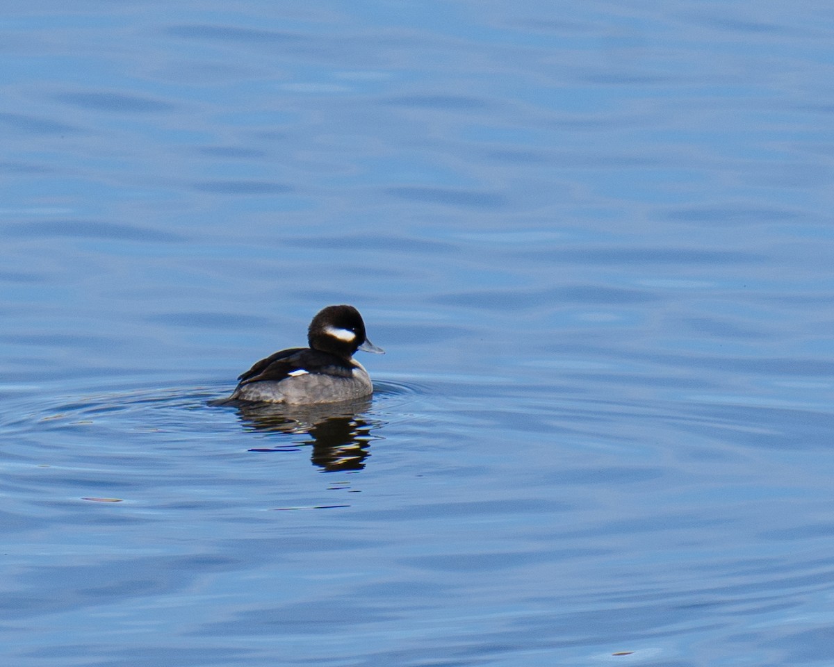 Bufflehead - ML611985807