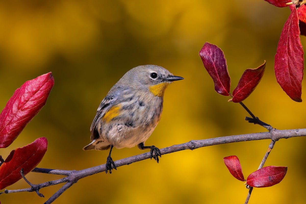 Yellow-rumped Warbler - Fernando Ortega