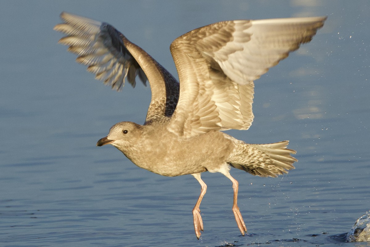 Iceland Gull (Thayer's) - Benjamin Dillard