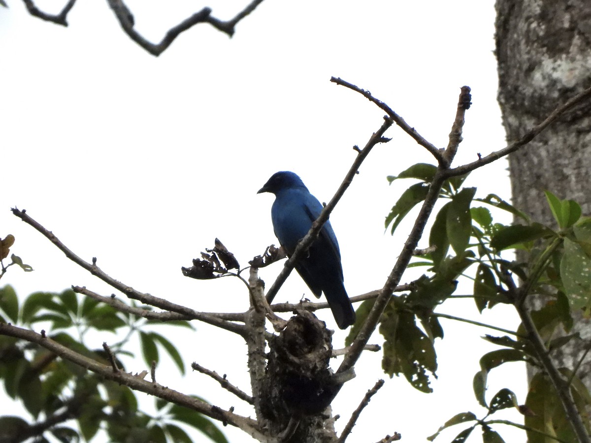 Blue Cuckooshrike - ML611986026