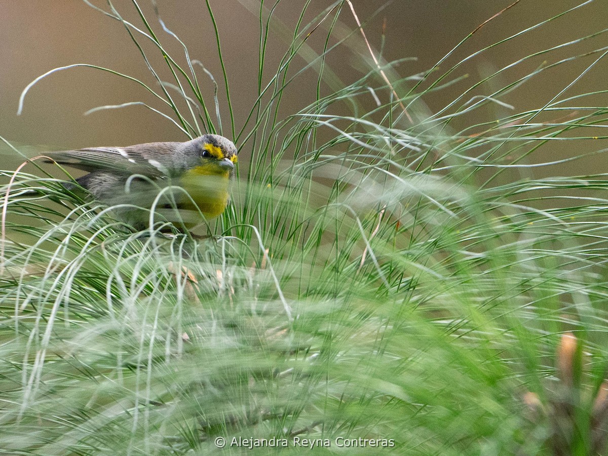 Grace's Warbler - ML611986063