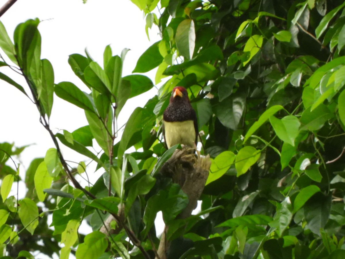 Western Yellow-billed Barbet (Western) - ML611986098