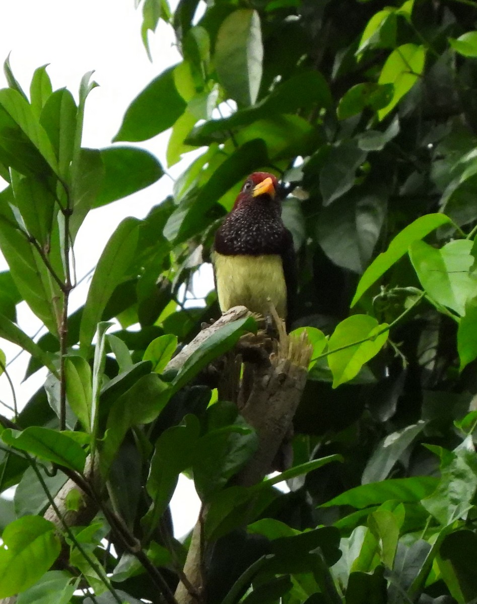 Western Yellow-billed Barbet (Western) - ML611986099
