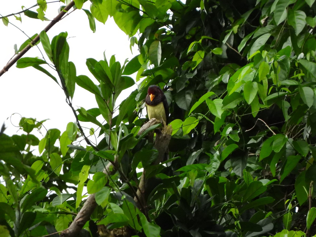 Yellow-billed Barbet (Western) - ML611986100