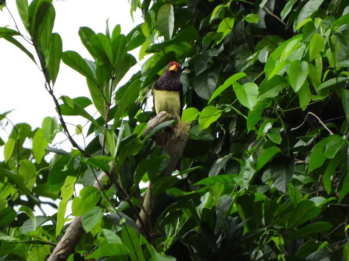 Western Yellow-billed Barbet (Western) - ML611986101