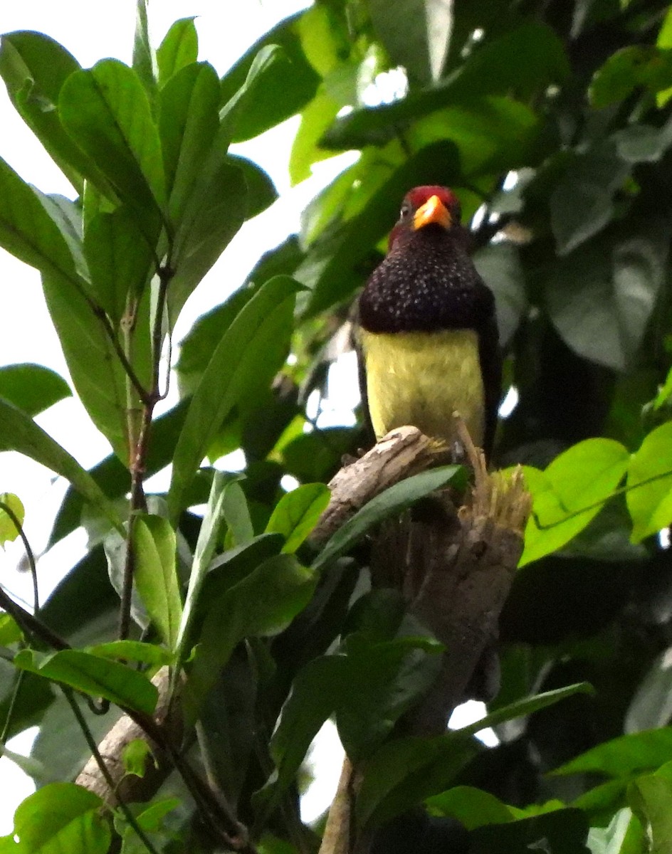 Yellow-billed Barbet (Western) - ML611986102