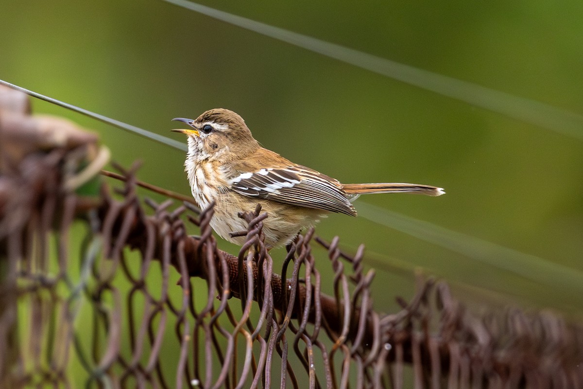 Red-backed Scrub-Robin (Red-backed) - ML611986116