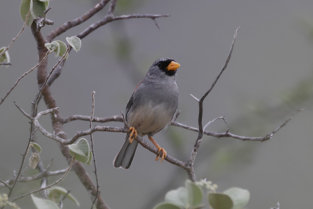 Little Inca-Finch - ML611986121