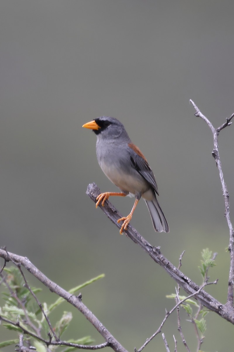 Little Inca-Finch - ML611986122