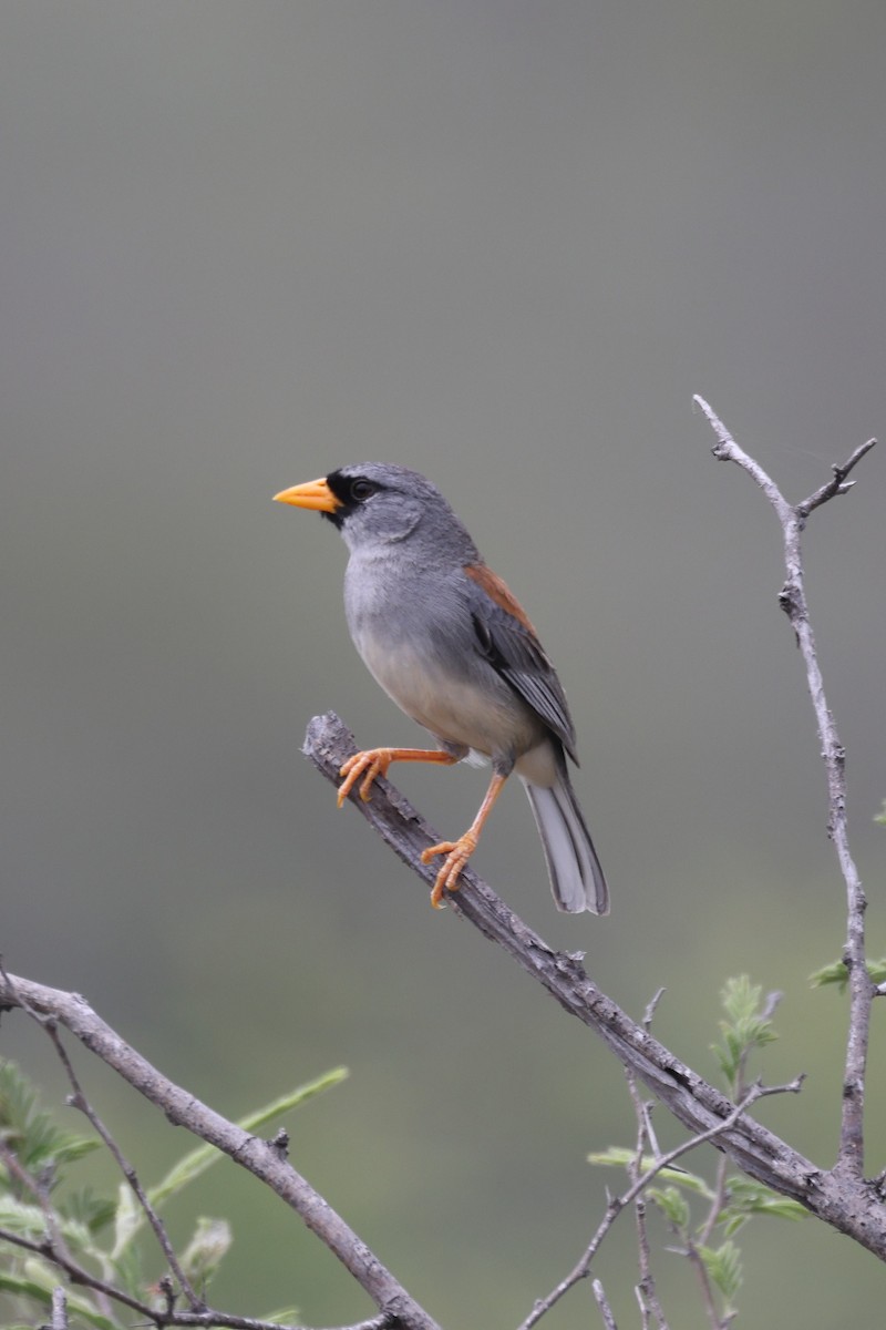 Little Inca-Finch - Manuel Roncal